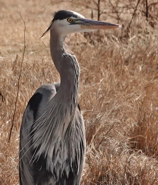 Great Blue Heron - ML535005821