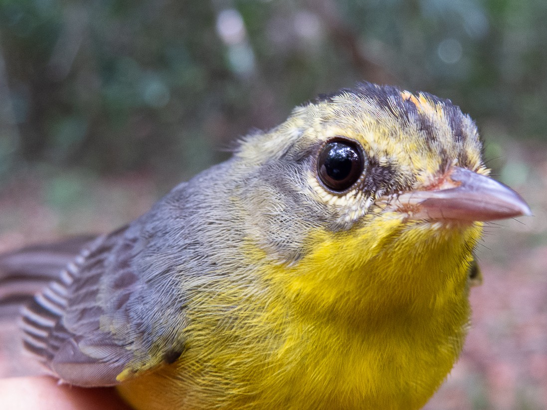 Golden-crowned Warbler - Aquiles Brinco