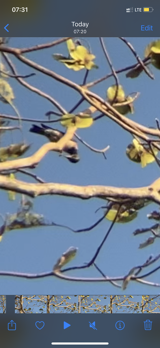 Rosy Starling - ML535007771