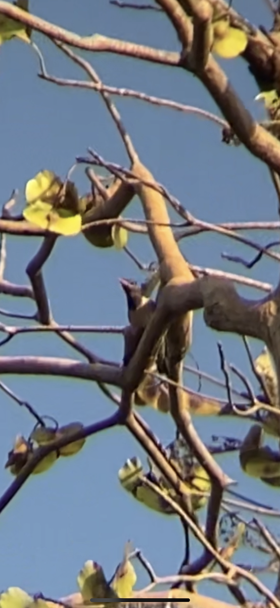 Rosy Starling - ML535007781