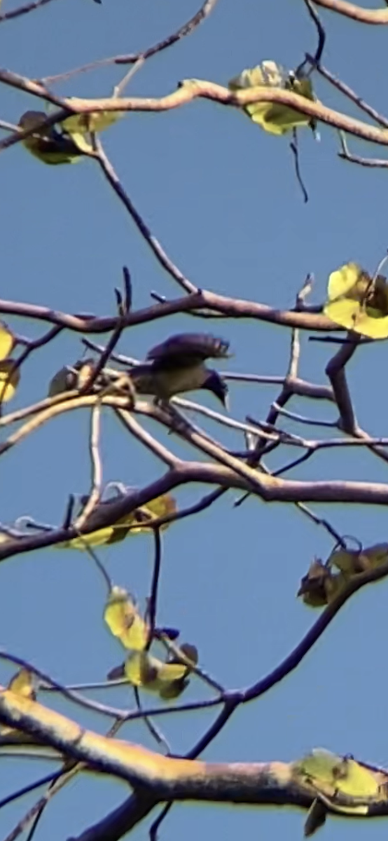 Rosy Starling - ML535007791