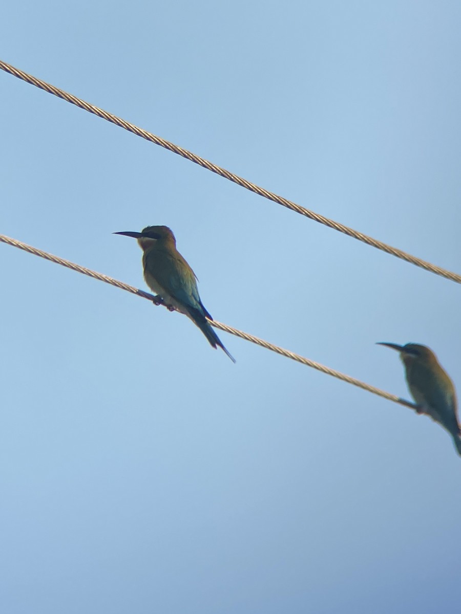 Blue-tailed Bee-eater - ML535008061