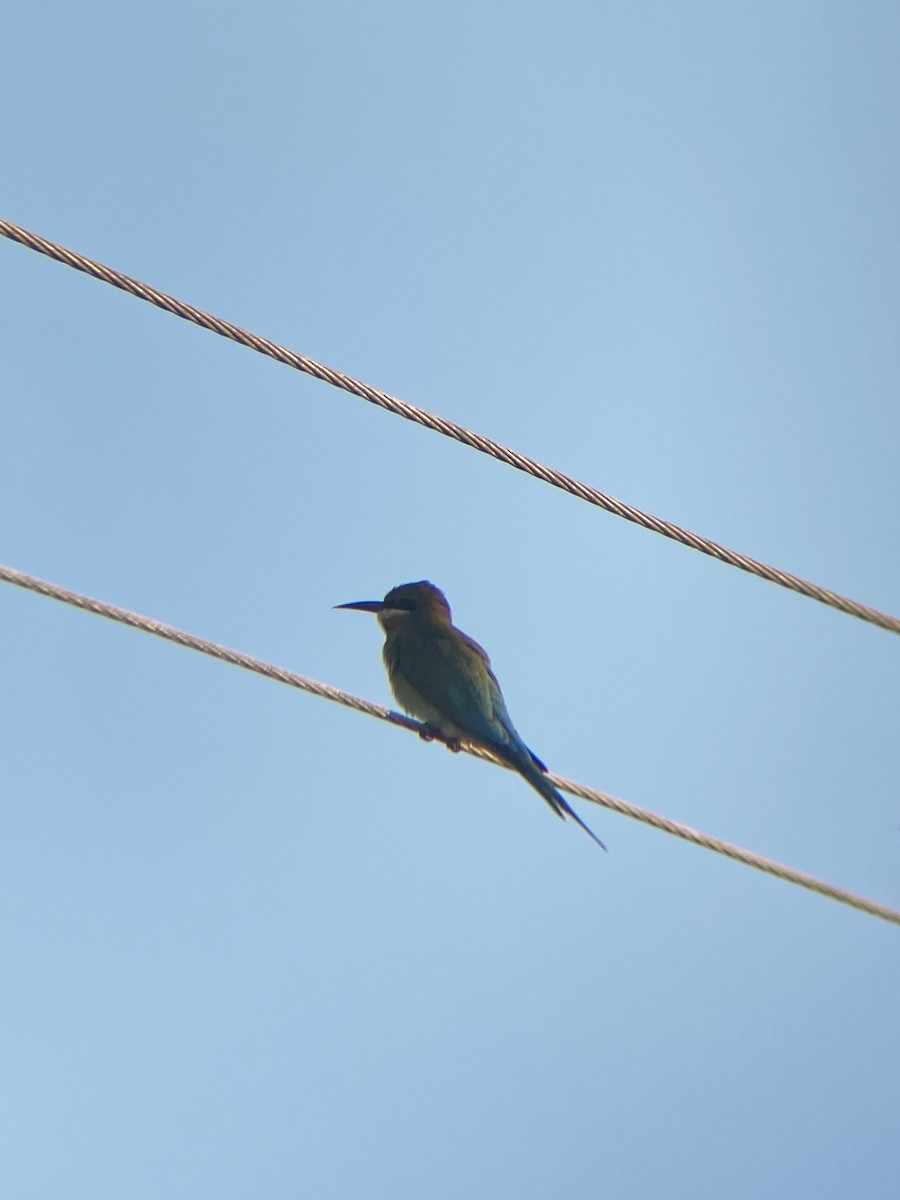 Blue-tailed Bee-eater - ML535008071
