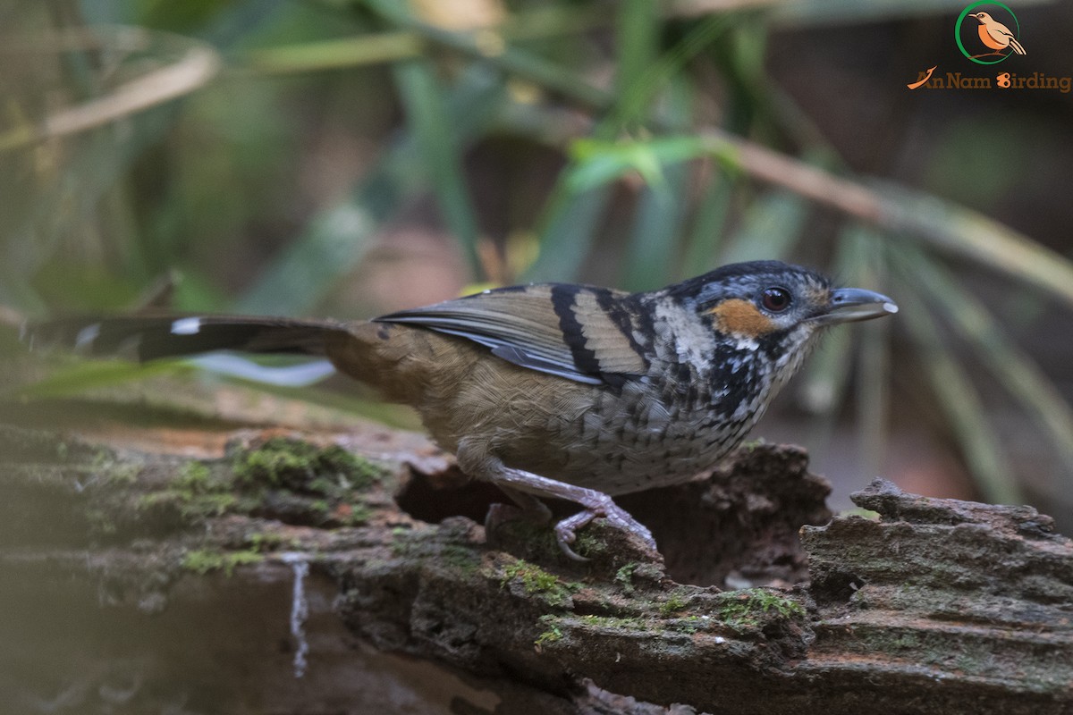 Chestnut-eared Laughingthrush - ML535008401