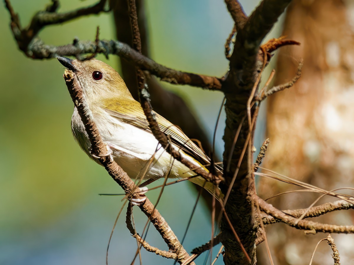 Green-backed Whistler - Ravi Iyengar