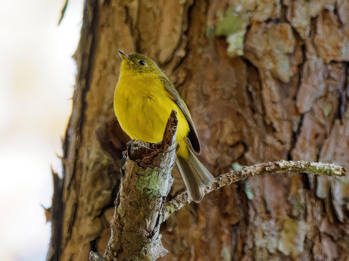 Citrine Canary-Flycatcher - ML535010081