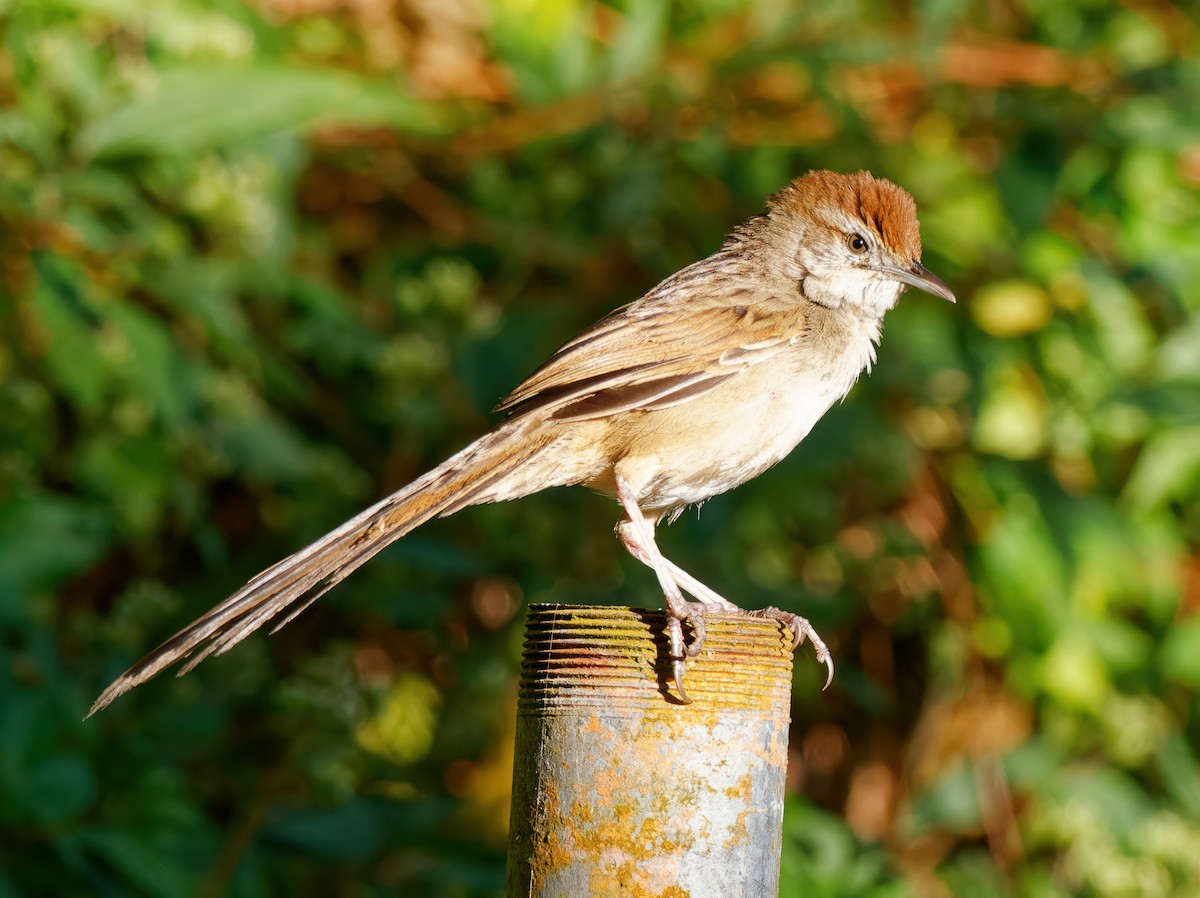 Tawny Grassbird - ML535010141