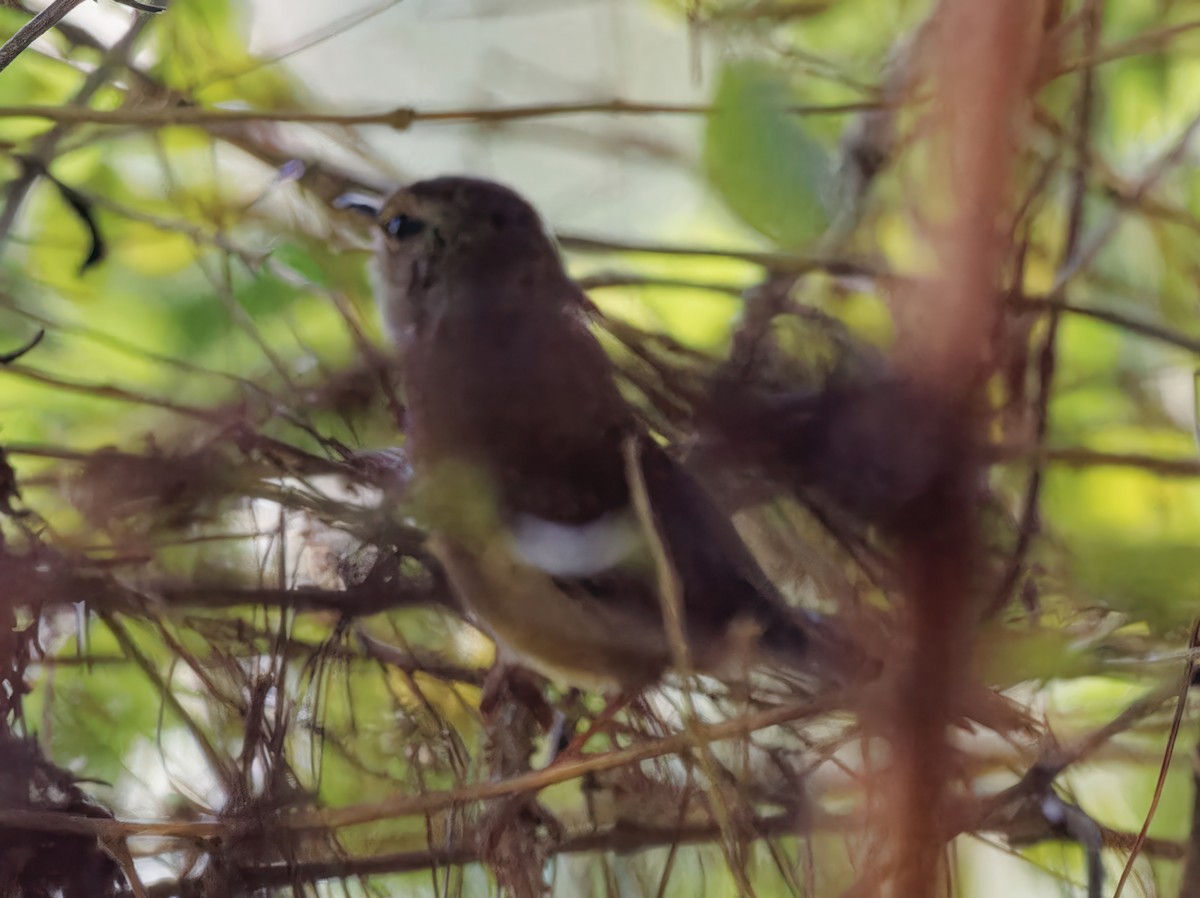 Philippine Bush Warbler - Ravi Iyengar