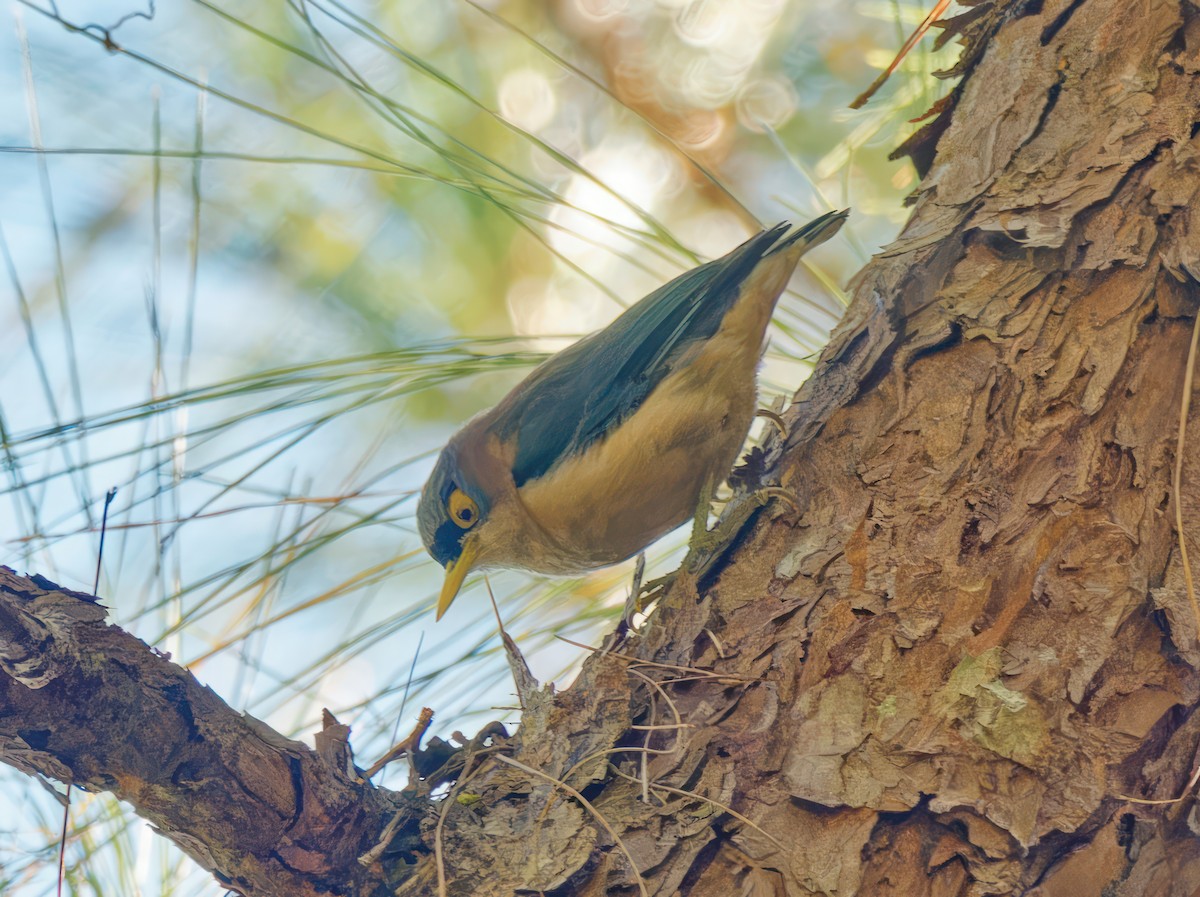 Sulphur-billed Nuthatch - Ravi Iyengar