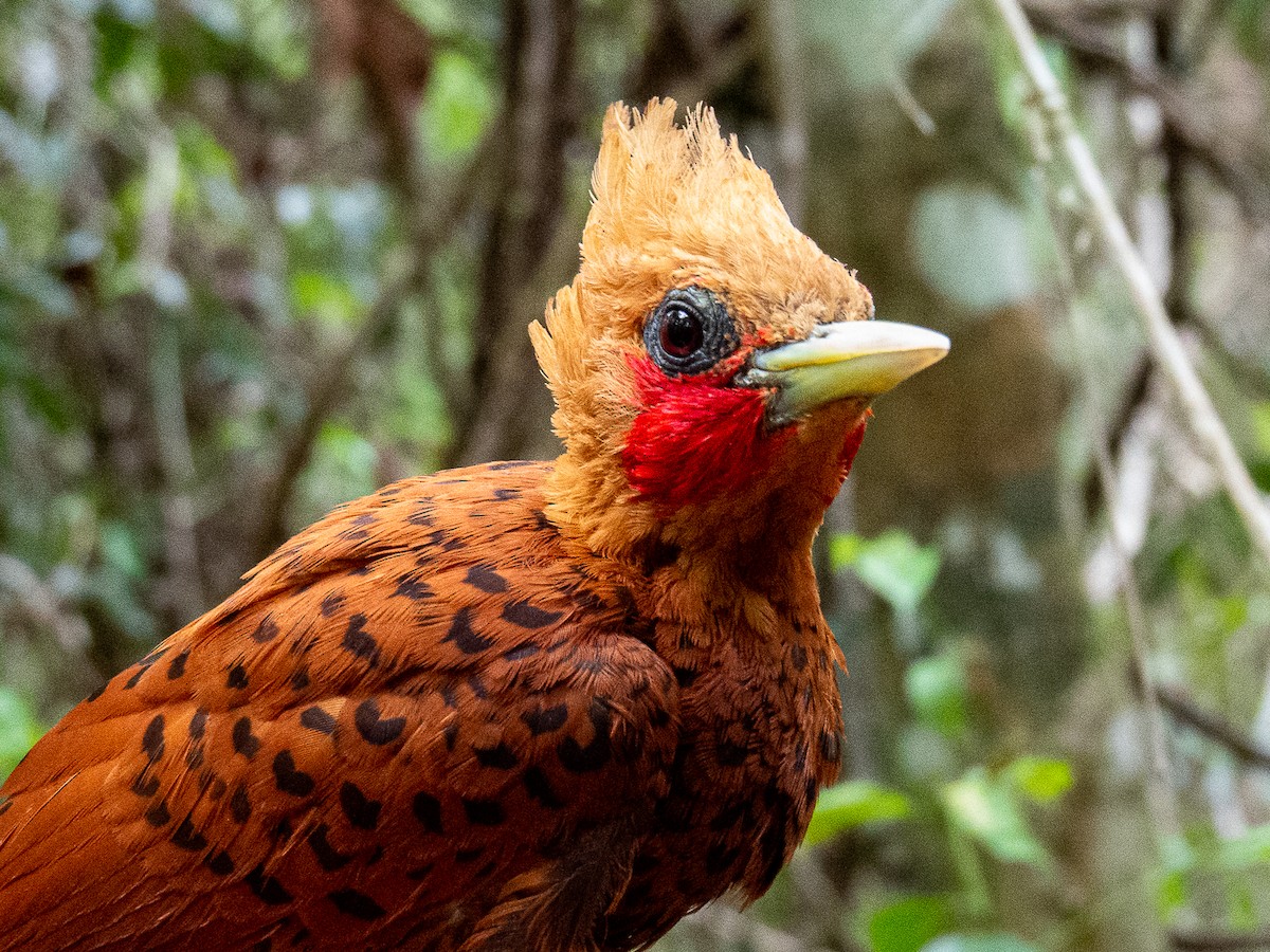 Chestnut-colored Woodpecker - ML535010551