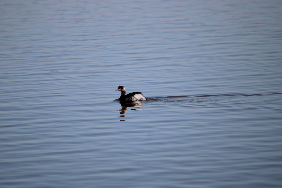 Eared Grebe - ML535010591