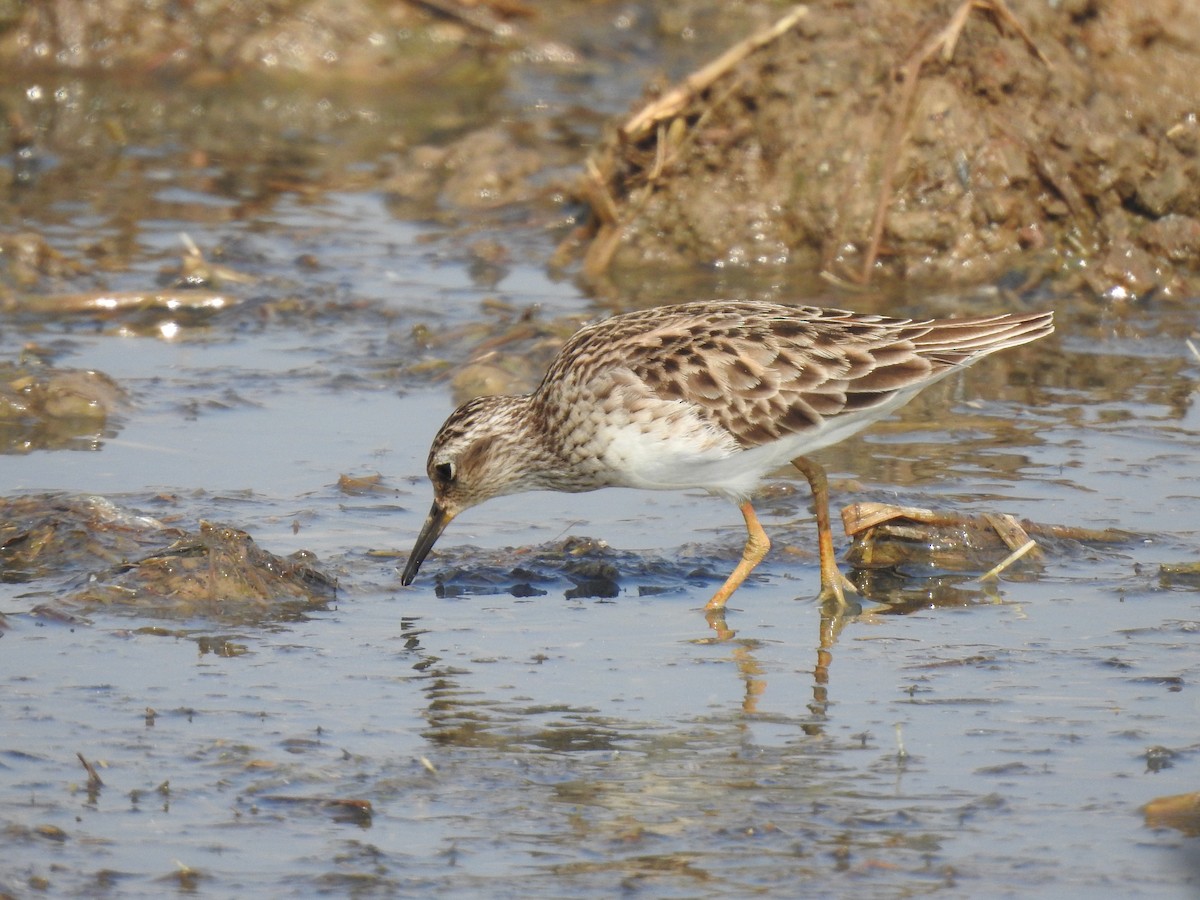 Long-toed Stint - ML535011511