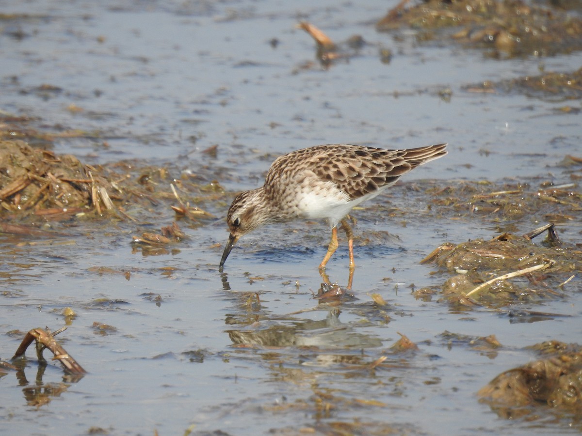 Long-toed Stint - ML535011551