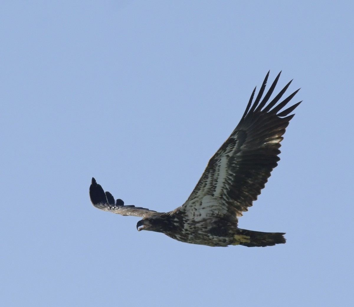 Bald Eagle - ML535011891