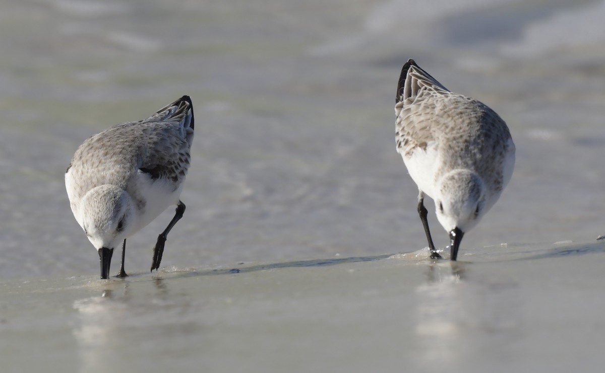 Sanderling - ML535011981