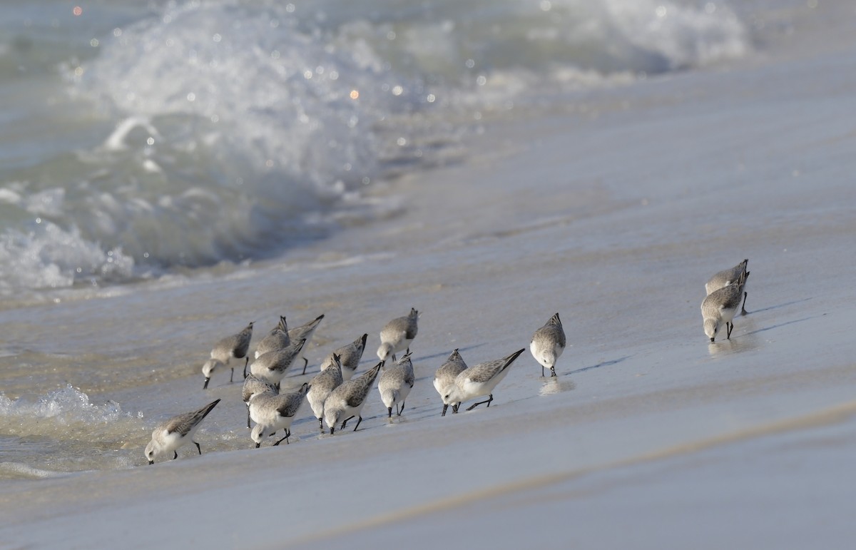 Sanderling - ML535012021