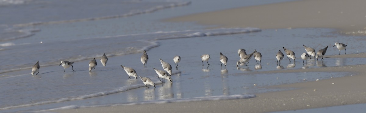 Sanderling - ML535012031