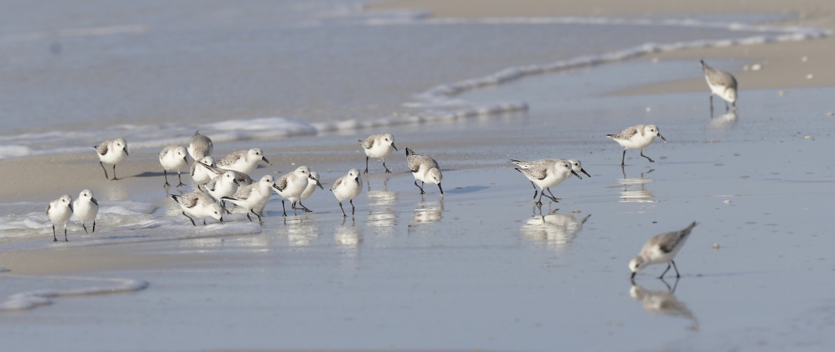 Sanderling - ML535012041