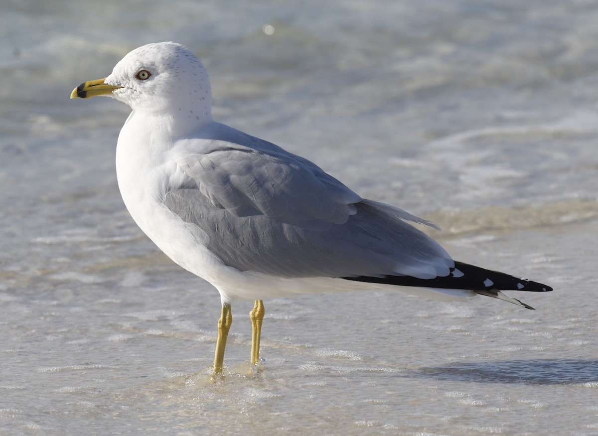 Ring-billed Gull - ML535012091