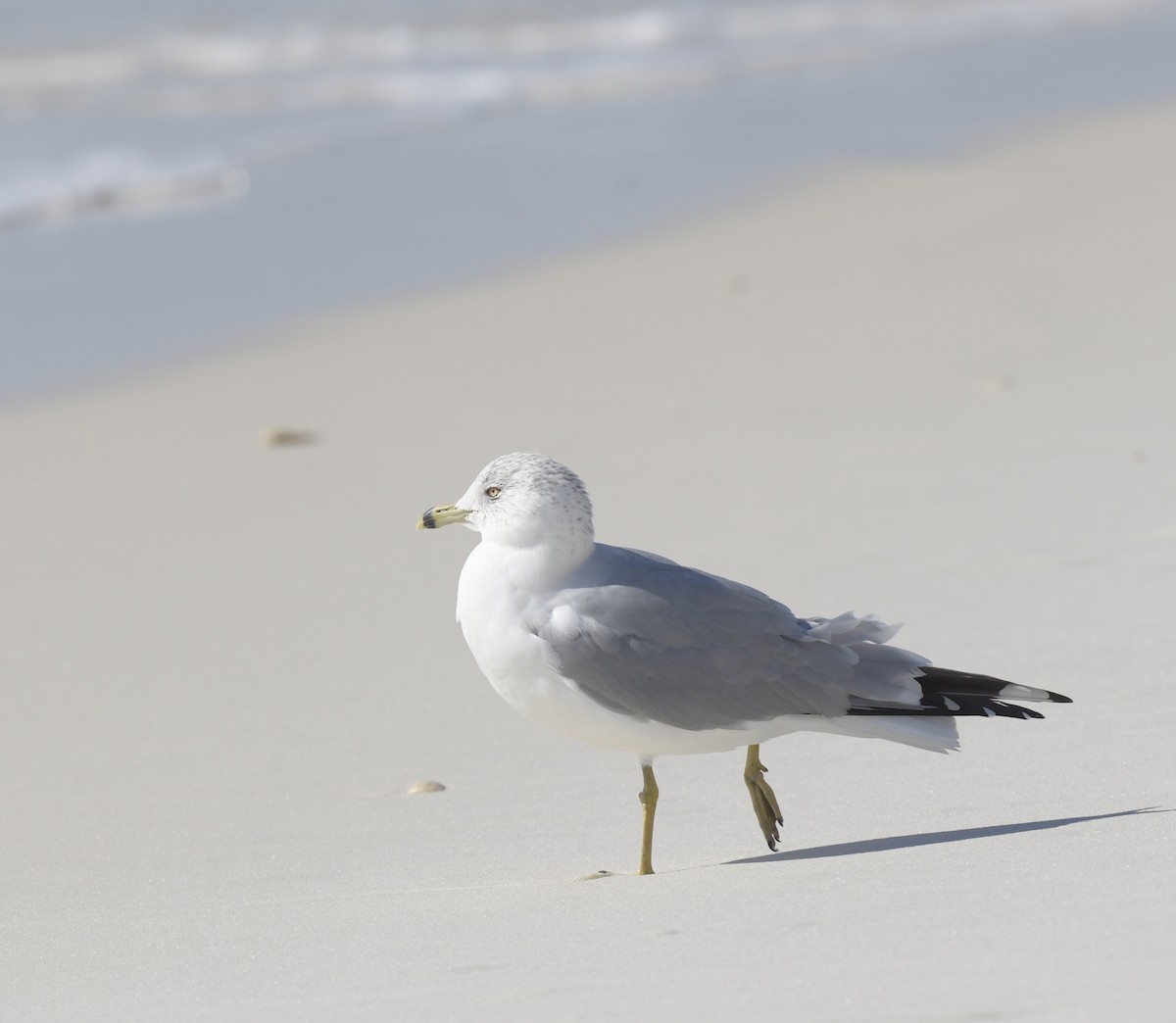 Ring-billed Gull - ML535012131