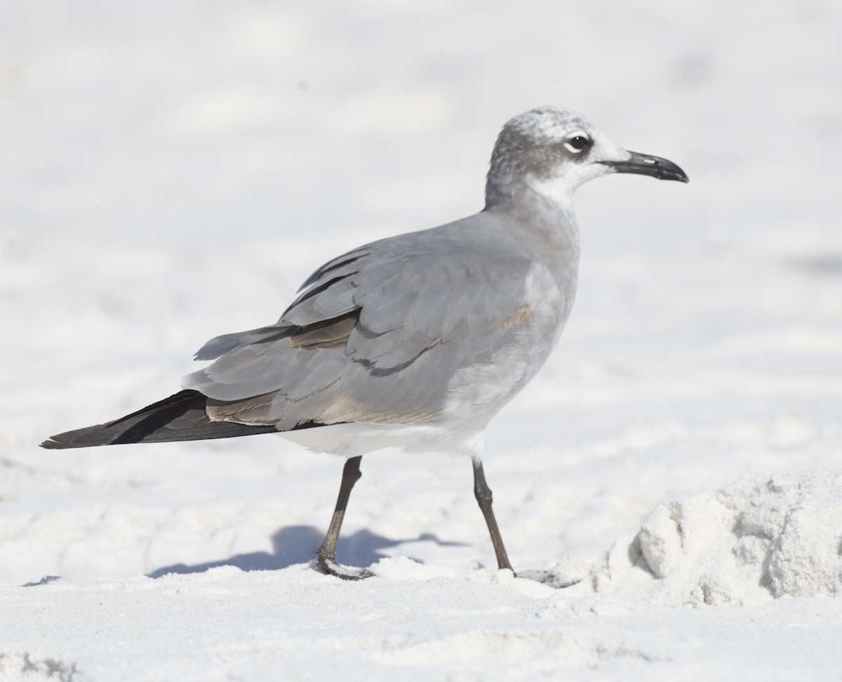 Laughing Gull - ML535012151