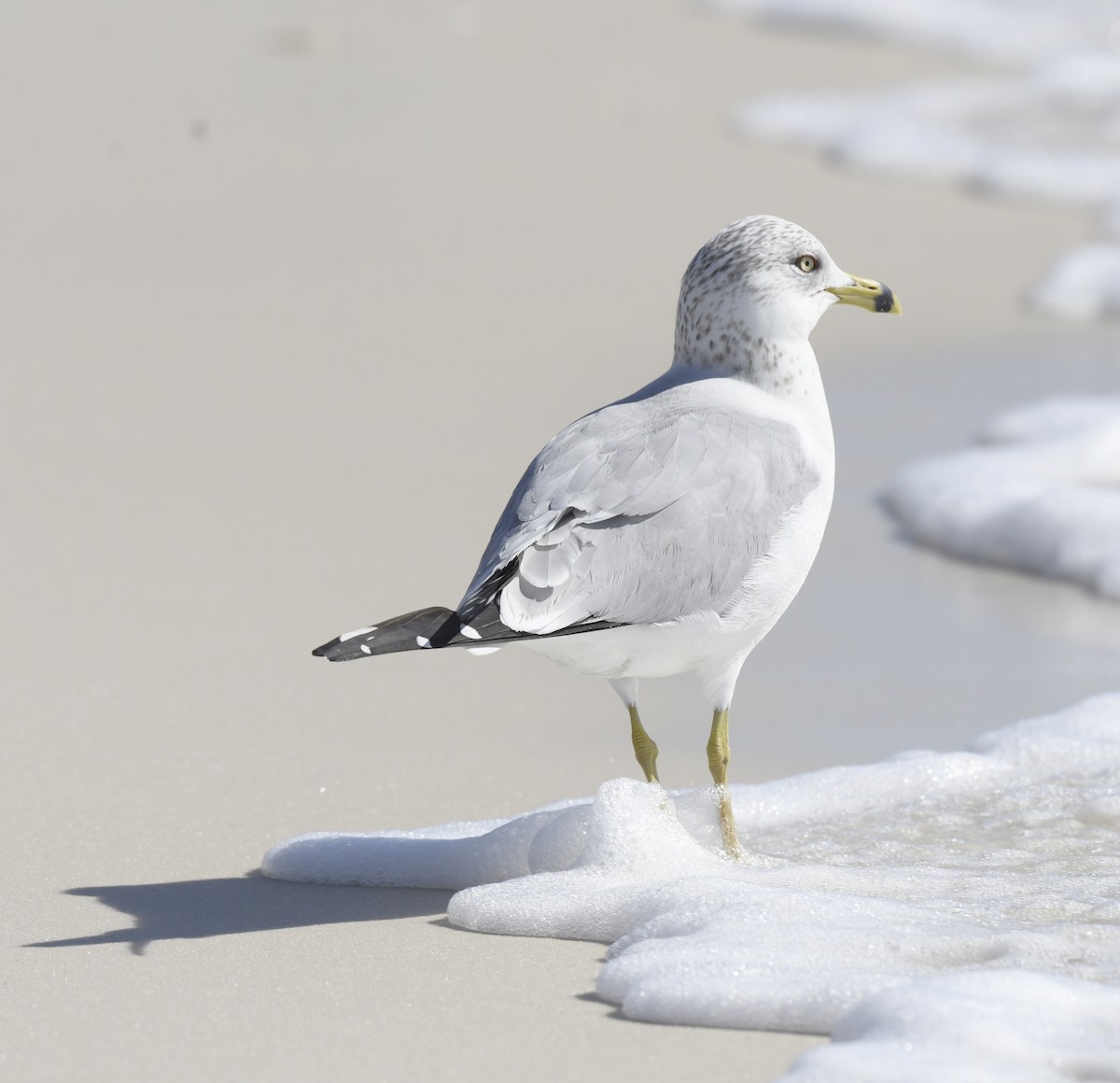 Ring-billed Gull - ML535012181