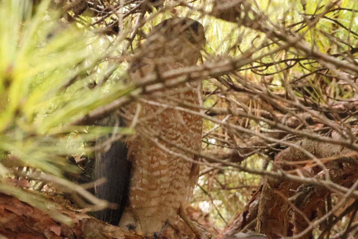Cooper's Hawk - ML535012351