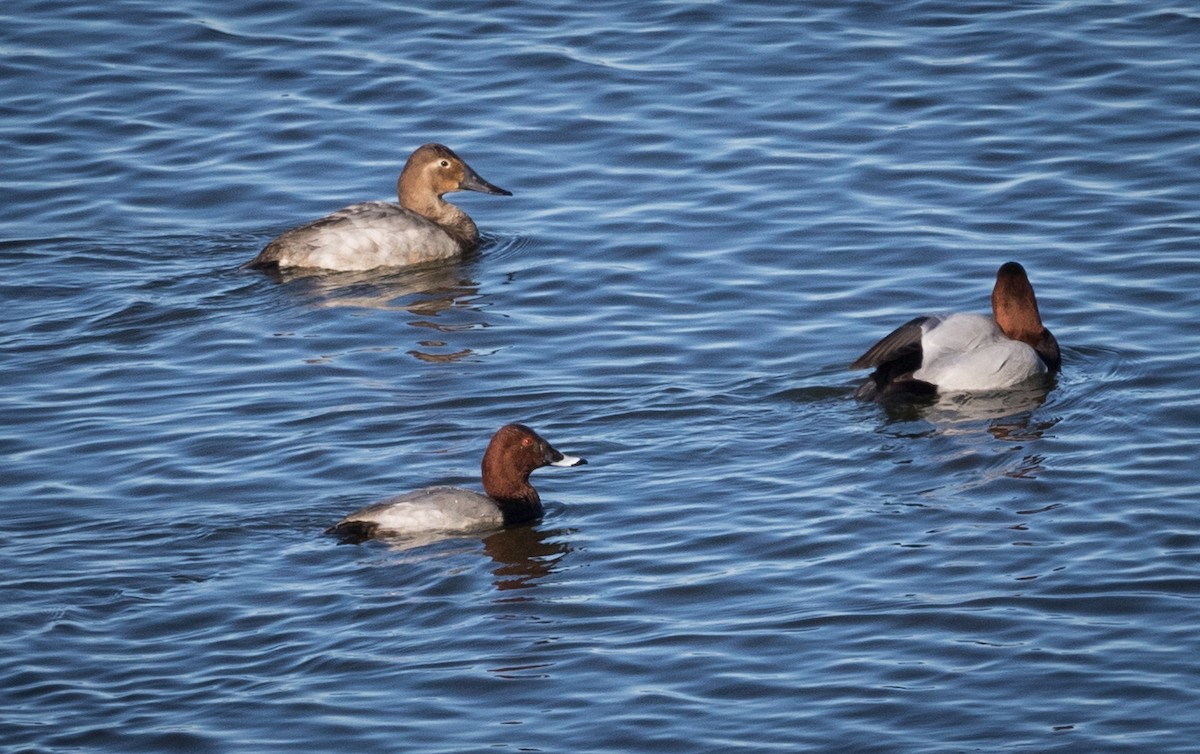 Common Pochard - ML535012571