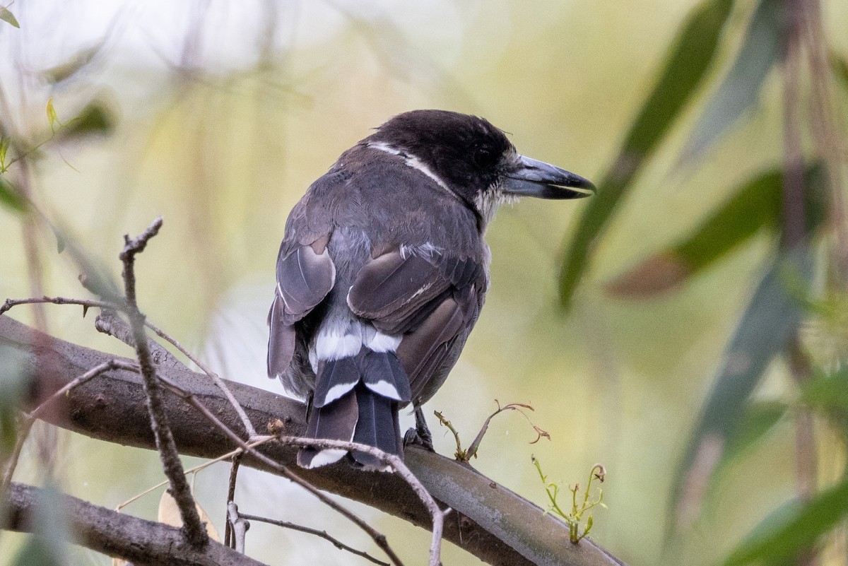 Gray Butcherbird - Richard and Margaret Alcorn