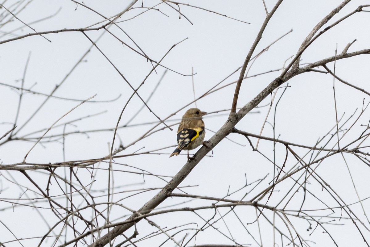 Бор бужирга - ML535013071