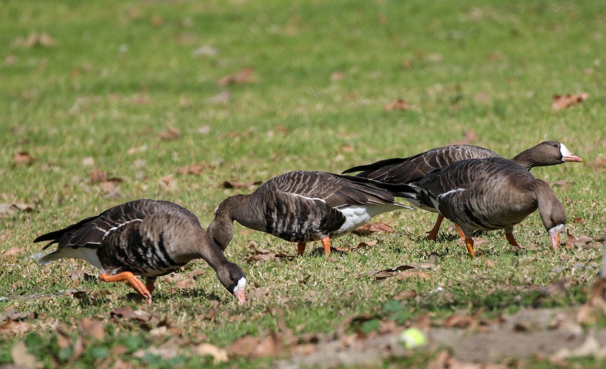 Greater White-fronted Goose - Larry Schmahl