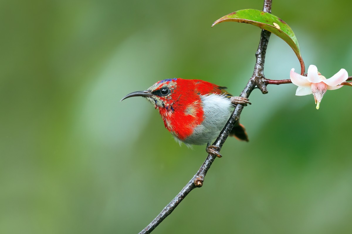 Temminck's Sunbird - ML535015611