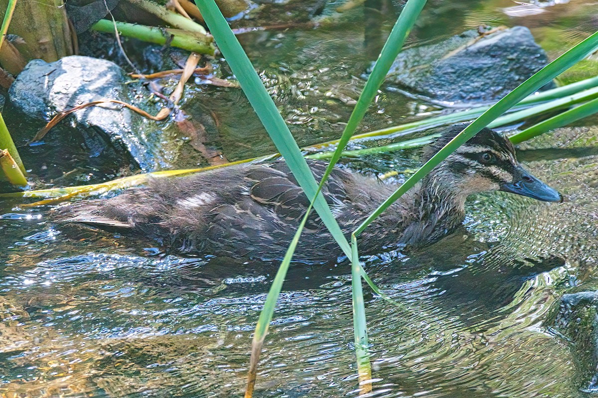 Pacific Black Duck - ML535015861