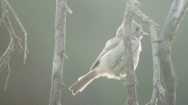 Oak Titmouse - ML535017081