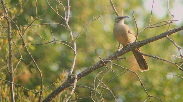 California Thrasher - ML535017171