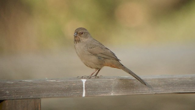 California Towhee - ML535017191