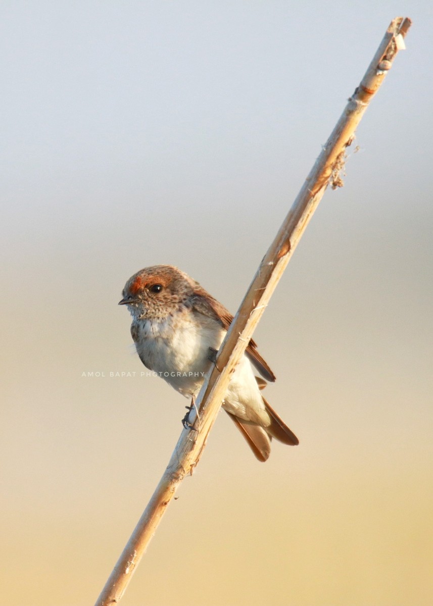 Streak-throated Swallow - ML535017571