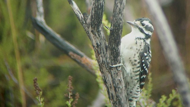 Nuttall's Woodpecker - ML535018181