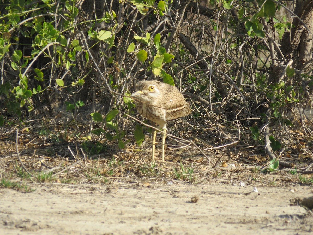 Indian Thick-knee - ML535018301