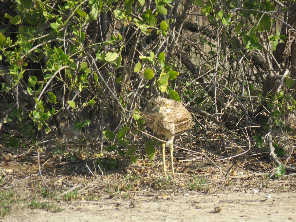 Indian Thick-knee - ML535018311