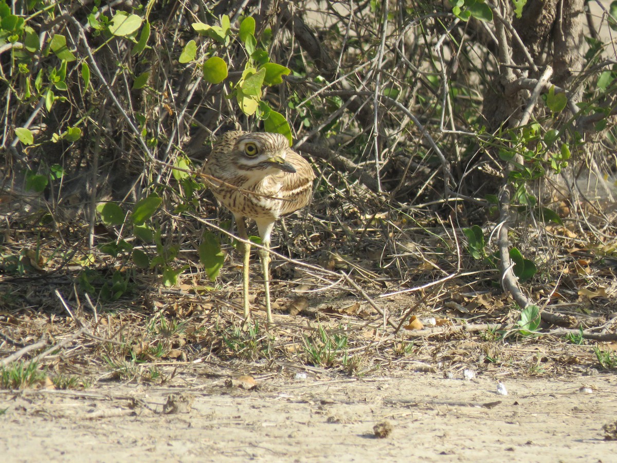 Indian Thick-knee - ML535018321