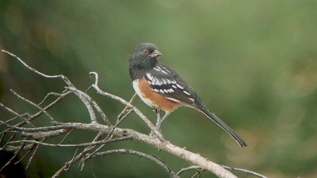 Spotted Towhee - ML535018441