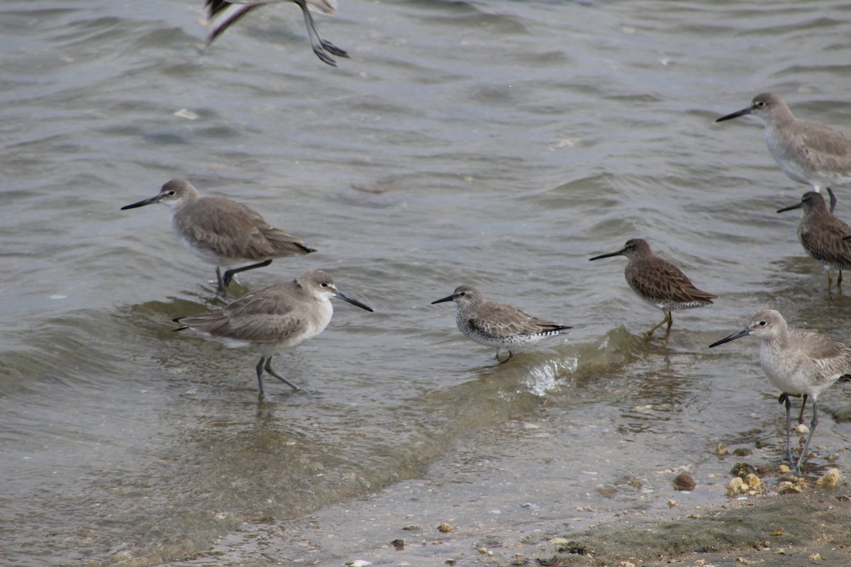 Red Knot - ML535018631
