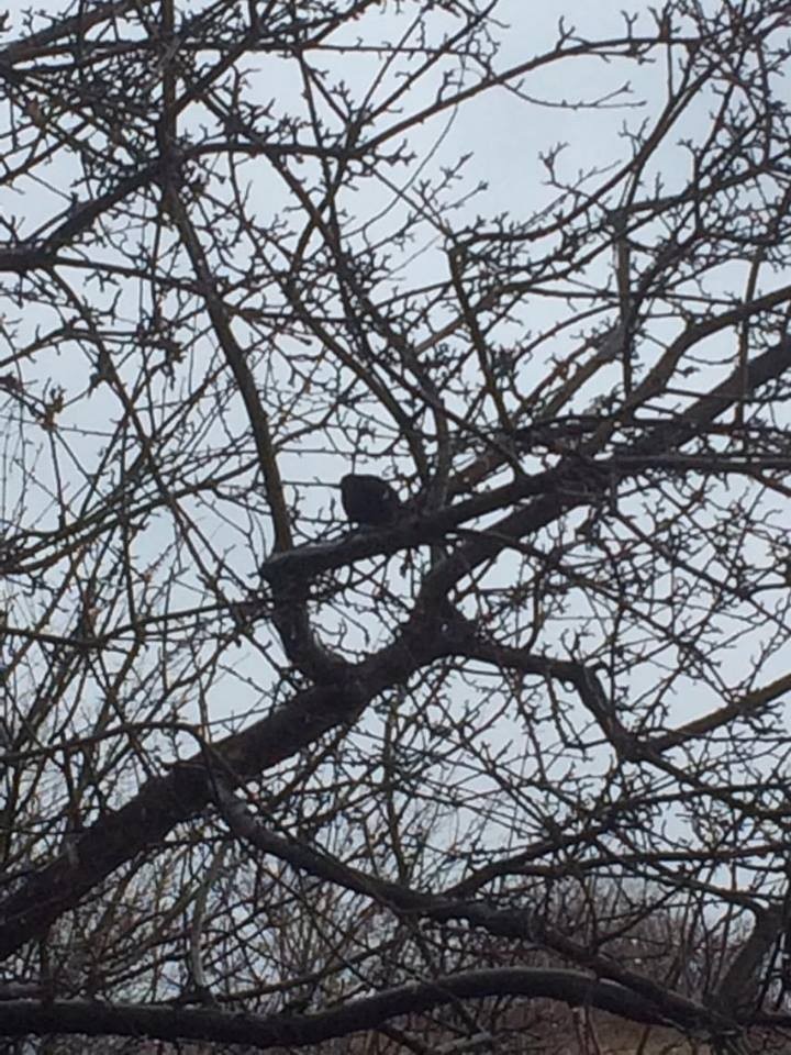 Red-winged Blackbird - ML53502061