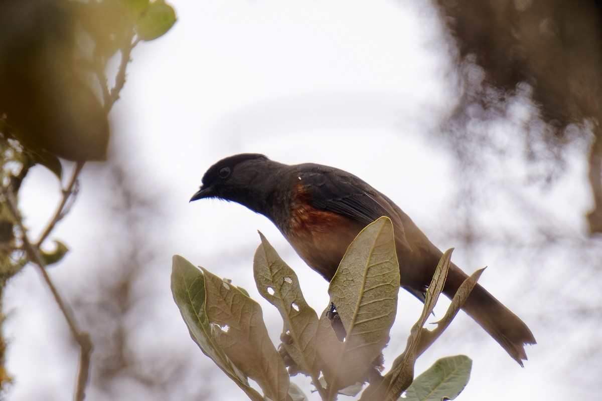 Chestnut-bellied Cotinga - ML535021861