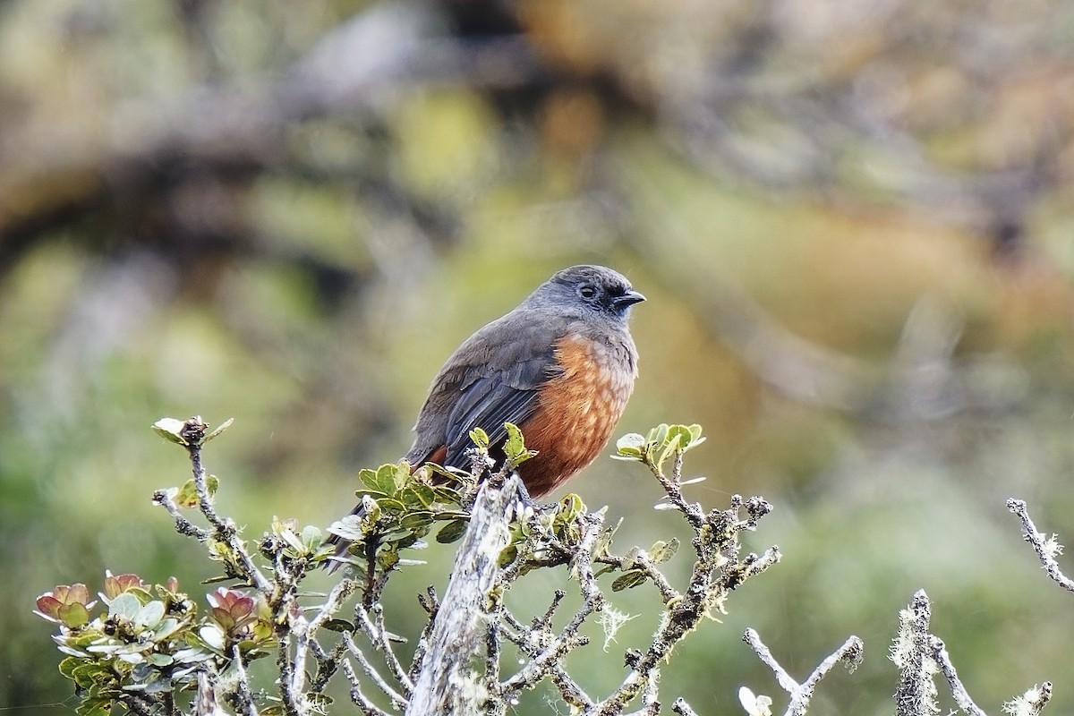 Chestnut-bellied Cotinga - ML535021871