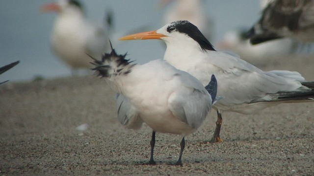 שחפית הדורה - ML535022591