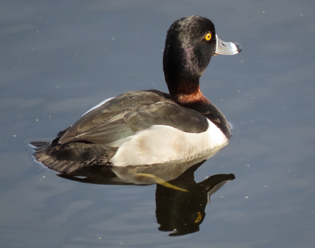 Ring-necked Duck - Martha Keller