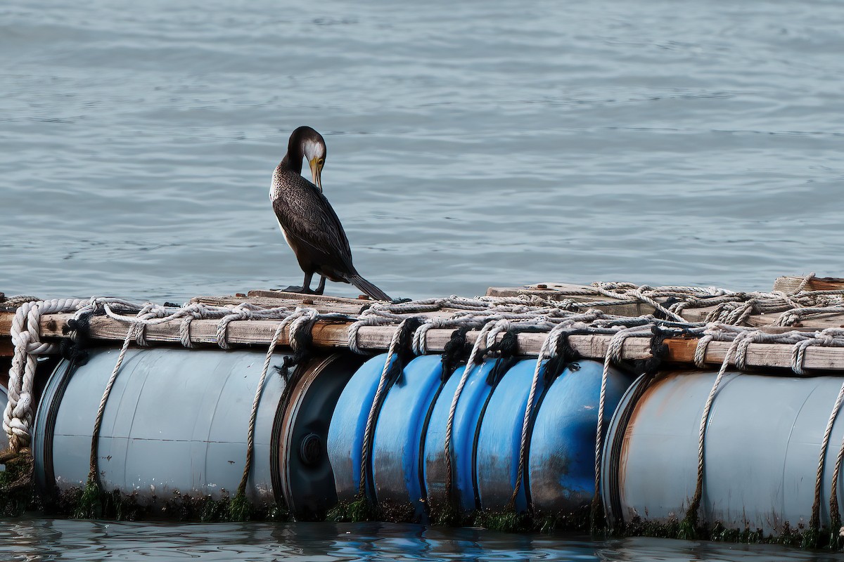 Japanese Cormorant - ML535023511