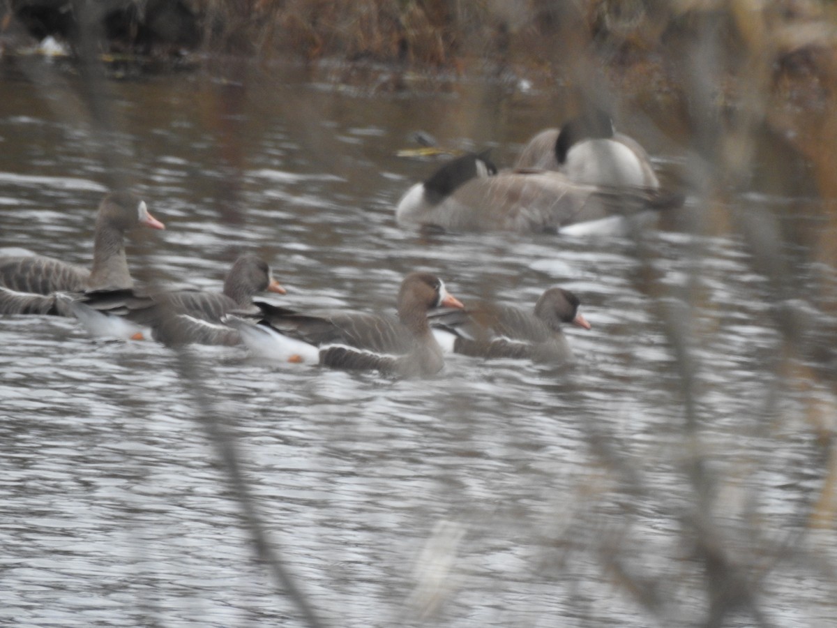 Greater White-fronted Goose - ML535023561